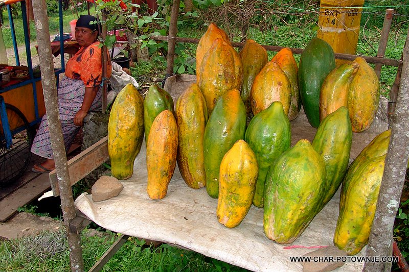 32. ogromne papaye ob cesti