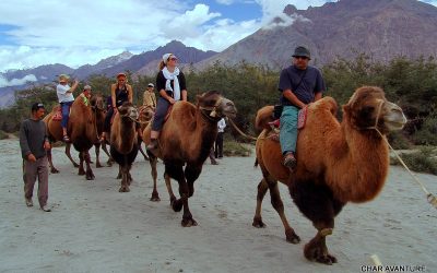 10._Jahanje_velbolodov_po_sipinah