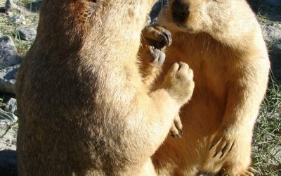 12.svizci cakajo na kakse cel dena