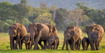Sri Lankan elephants (Elephas maximus maximus) Minneriya National Park, Sri Lanka