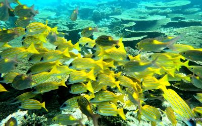 GX010115_1675699455667