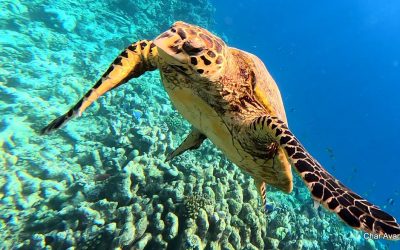 GX010326_1676014563940