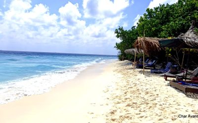 Maldivi Char (35)