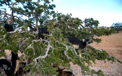 potovanja turistična agencija Char Avanture HUDA TURA ugodno in uživaško potovanje