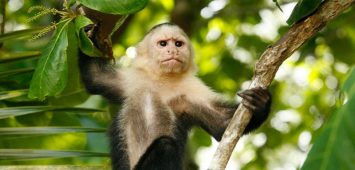 Potovanje Nikaragva, Costarika (4) Potovanje Nikaragva, Costarika, Panama