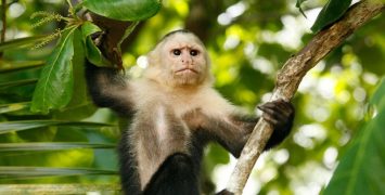 Potovanje Nikaragva, Costarika, Panama