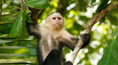 Potovanje Nikaragva, Costarika (4) Potovanje Nikaragva, Costarika, Panama