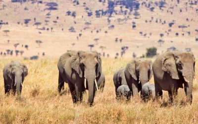 Potovanje Tanzanija & Zanzibar