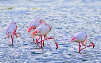 Potovanje Tanzanija & Zanzibar