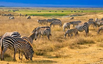 Potovanje Tanzanija & Zanzibar