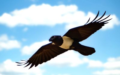 Potovanje Tanzanija & Zanzibar