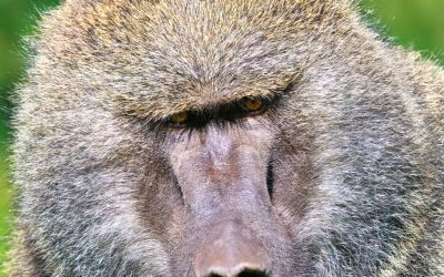 Potovanje Tanzanija & Zanzibar