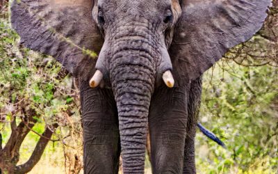 Potovanje Tanzanija & Zanzibar