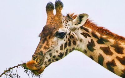 Potovanje Tanzanija & Zanzibar