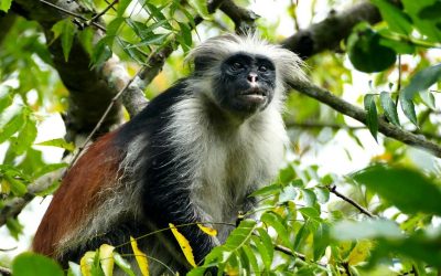 Potovanje Tanzanija & Zanzibar