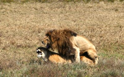 Potovanje Tanzanija & Zanzibar