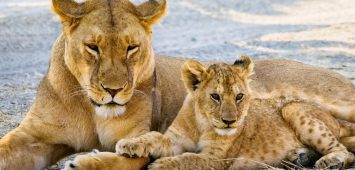 levi na safariju – Potovanje Tanzanija in Zanzibar Potovanje Tanzanija & Zanzibar