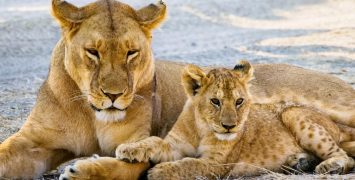 Potovanje Tanzanija & Zanzibar