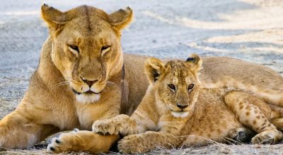 levi na safariju – Potovanje Tanzanija in Zanzibar Potovanje Tanzanija & Zanzibar