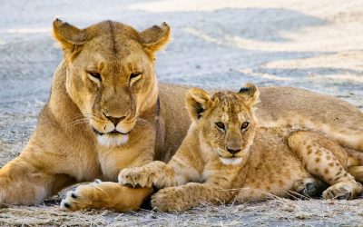 Potovanje Tanzanija & Zanzibar