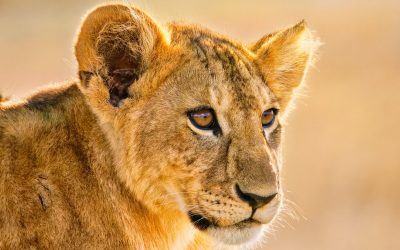 Potovanje Tanzanija & Zanzibar