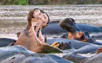 Potovanje Tanzanija & Zanzibar