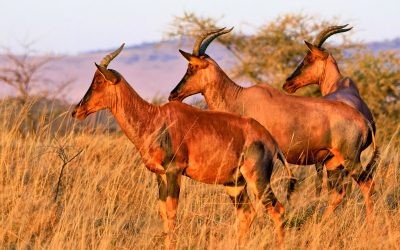 Potovanje Tanzanija & Zanzibar