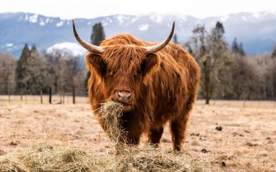 Scottish Highland