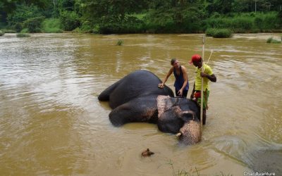 sri lanka potovanja ugodno char (10)
