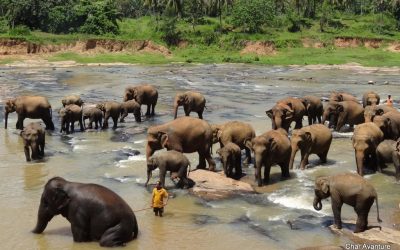 sri lanka potovanja ugodno char (11)