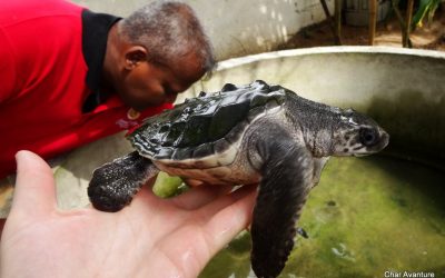 sri lanka potovanja ugodno char (12)