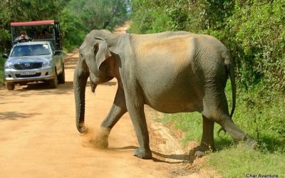 sri lanka potovanja ugodno char (14)