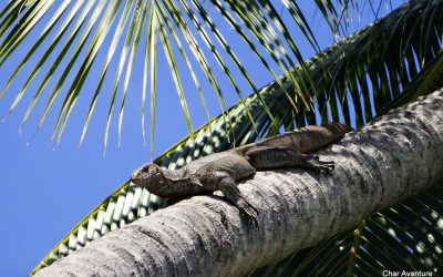 sri lanka potovanja ugodno char (18)