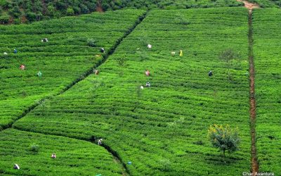 sri lanka potovanja ugodno char (2)