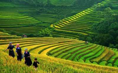 treking_med_riževa_polja